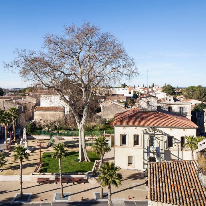Le centre de Baillargues, sa place et son platane